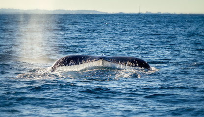 Fototapeta premium Tail of a large humpback whale at the surface of the ocean ready to dive