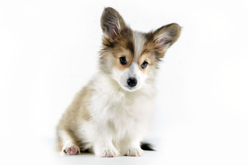 cute puppy sitting down alone on white background