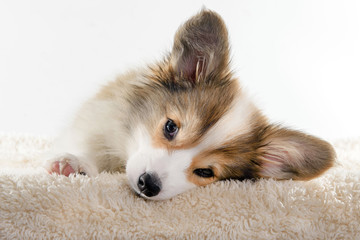 cute puppy corgi lying down sleepy on a furry blanket with white background