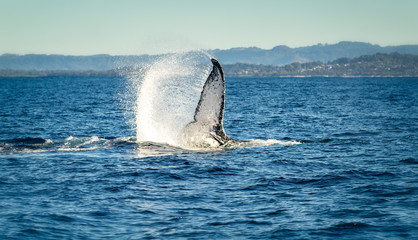 Humpback whale swinging its tail in the air and splashing water near Byron bay