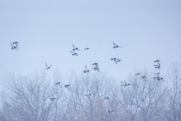 Birds in flight in snowy weather