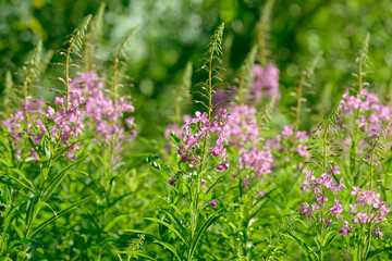 Pink flowers of fireweed (Epilobium or Chamerion angustifolium) in bloom ivan tea. Flowering willow-herb or blooming sally