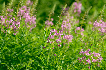 Pink flowers of fireweed (Epilobium or Chamerion angustifolium) in bloom ivan tea. Flowering willow-herb or blooming sally