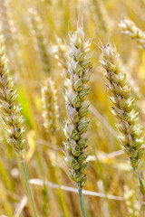 yellow wheat