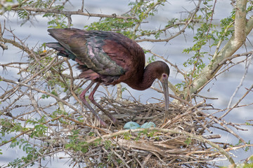 Photograph of a Glossy Red Ibis taking care of blue eggs in her next