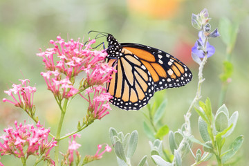 Photograph of a Monarch Butterfly feeding from pink flowers in the garden