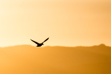 Fototapeta na wymiar Bird in flight during sunset 