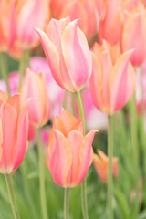 Obraz na płótnie Canvas Photograph of pink and coral colored tulips growing in a field of tulips