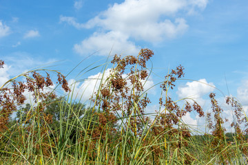 Sawgrass (Cladium jamaicense), flowering - Topeekeegee Yugnee (TY) Park, Hollywood, Florida, USA
