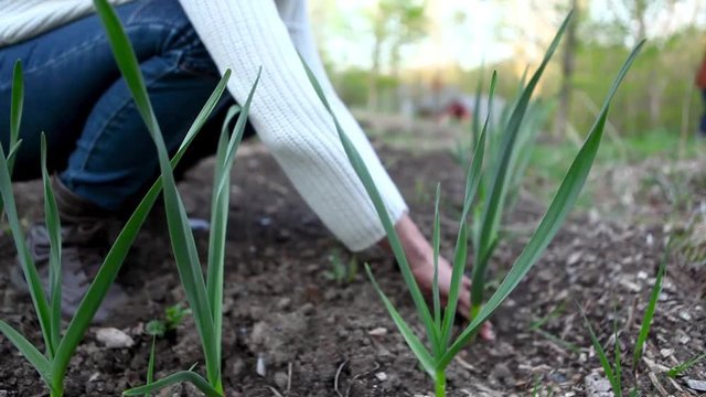 Woman taking care of her garlic plants