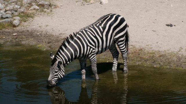 zebra drinking water from lake
