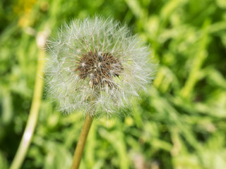 One ripe dandelion close-up in the open air