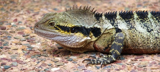 Yellow-lined Lizard posing for a picture