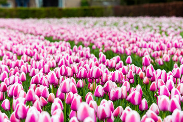 Fields of pink tulips in Keukenhof area near Amsterdam, Netherlands