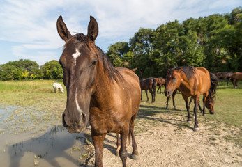 Obraz premium Horses on the meadow beside lake at animal shelter.
