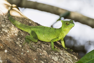 Close Up Emerald Basilisk Lizard in Tree