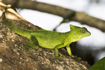 Close Up Profile Emerald Green Basilisk Lizard in Tree