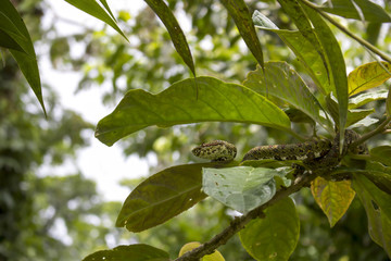 Eyelash Viper Poisonous Snake in Jungle Tree