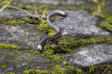 Small Pacific Longtail Snake on Ground Low Angle View