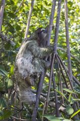 Close Up Profile Three Toed Sloth Climbing Tree