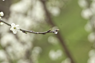 Spring buds and droplets