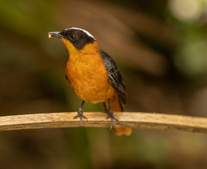 Fototapeta premium black headed weaver gets a side profile head shot