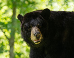 black bear has spotted you sneaking up