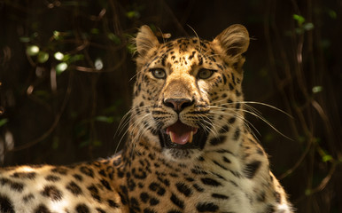 leopard is watching you from the shadows