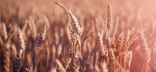 Barley field background against blue sky and sunlight. Bottom view. Agriculture, agronomy, industry concept.