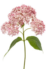 Inflorescence of  the pink flowers of hydrangea close-up, isolated on white background
