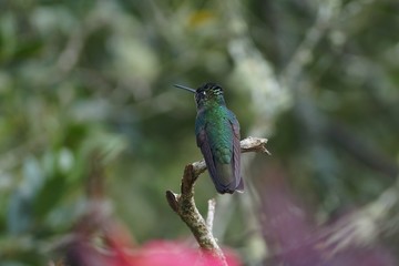 Green-crowned brilliant sitting on a dry branch