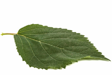 Leaf of hydrangea close-up, isolated on white background