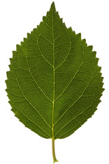 Leaf of hydrangea close-up, isolated on white background