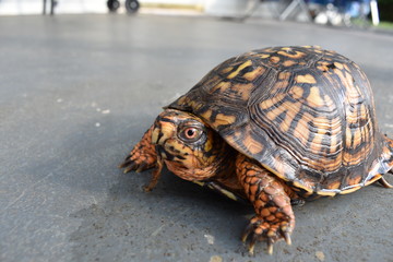 Box Turtle