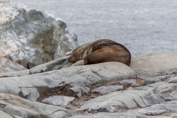 Antarctic fur seal on rocks