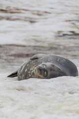 Weddell seal resting on ice