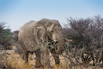 Fototapeta premium large bull elephant grazing on bush - Etosha, Namibia
