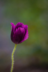 Purple flower with blurred background