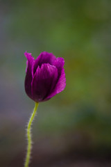 Fototapeta premium Purple flower with blurred background