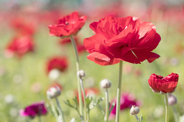 Photograph of a field of red Ranunculus flowers