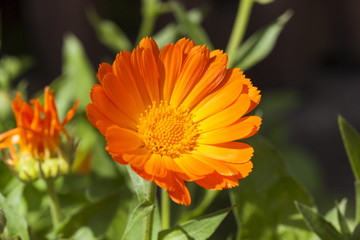 orange flower