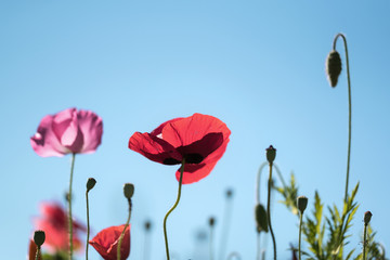 Naklejka premium Poppies against a clear blue sky