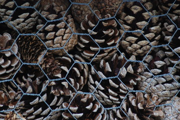 Fir Cones behind a fence