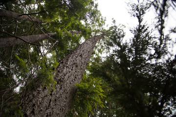 Looking up at trees in Seattle