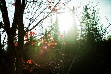 Beautiful autumn landscape with the last red leaves in a maple tree. Sunrays and lens flares in the picture.