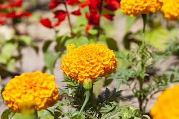 Orange flowers