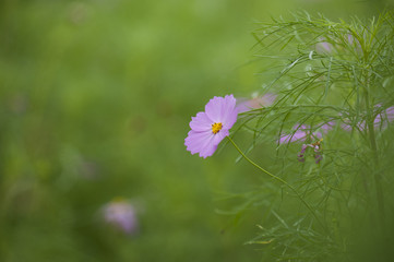 Blooming cosmos