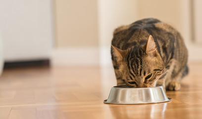 Fototapeta premium Piękny kot koci jedzenie na metalowej misce. Słodkie zwierzę domowe.