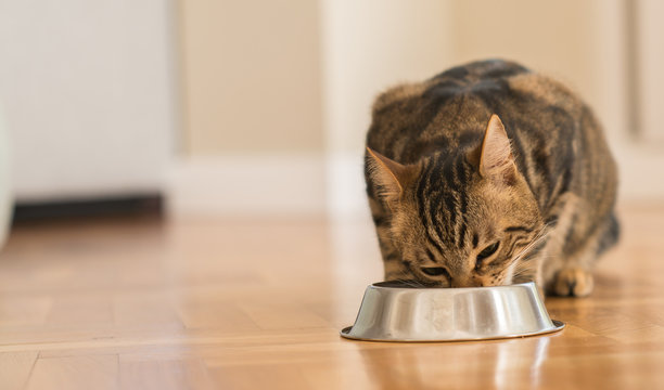 Fototapeta Beautiful feline cat eating on a metal bowl. Cute domestic animal.