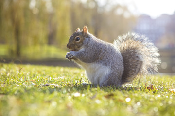 Obraz premium Squirrel on Boston Common